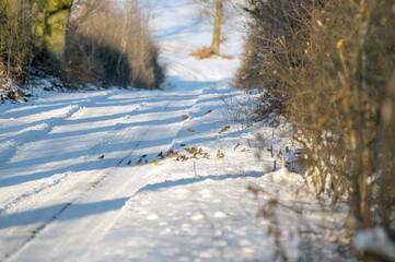 Stado ptaków na leśnej drodze w zimowej scenerii © Monika