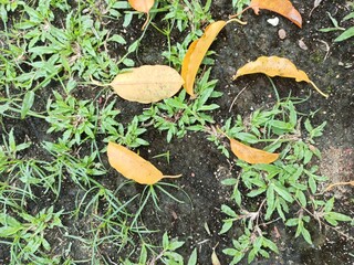 Fresh green garden grass background