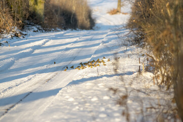 Stado ptaków na leśnej drodze w zimowej scenerii © Monika