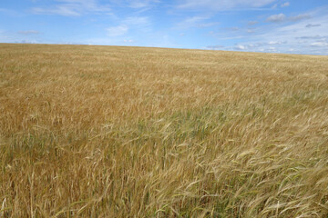 Rye field view against blue sky