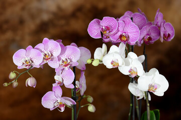 Moth Orchids