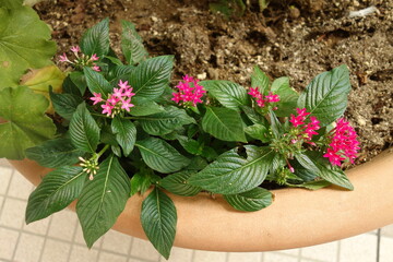 夏に咲いた紅色とピンクのペンタスの花