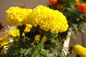 夏に咲いた黄色のアフリカンマリーゴールドの花