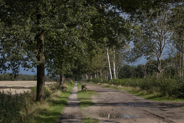 Dirtroad. Countryside. Birchtree. Holtingerzand. Havelte. Drenthe. Netherlands.