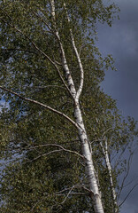 Birch trees. Holtingerzand. Havelte. Drenthe. Netherlands.