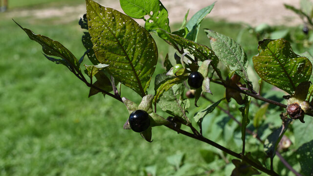 Tollkirsche, Atropa belladonna, schwarze Frucht auf der Pflanze