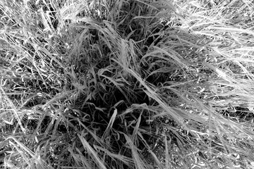 Rye field top view in black and whie