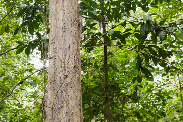 Teak Trees in Thailand precious hardwoods one of the last major areas of tropical forest in Asia