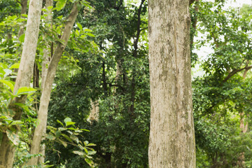 Teak tree in the jungle