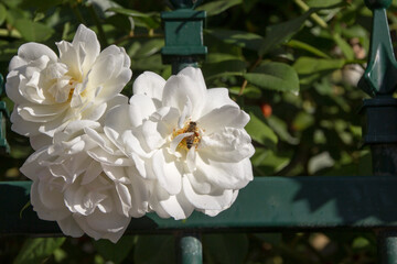 Stunningly magnificent romantic beautiful pure snow white Iceberg rose blooming in early spring adds fragrant charm to the garden with its decorative florabunda clustering habit .