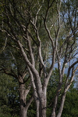 Fototapeta na wymiar Acacia tree. Holtingerzand. Havelte. Drenthe. Netherlands.