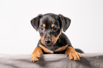 A portrait of an adorable Jack Russel Terrier puppy, in a wicker basket, isolated on a white background