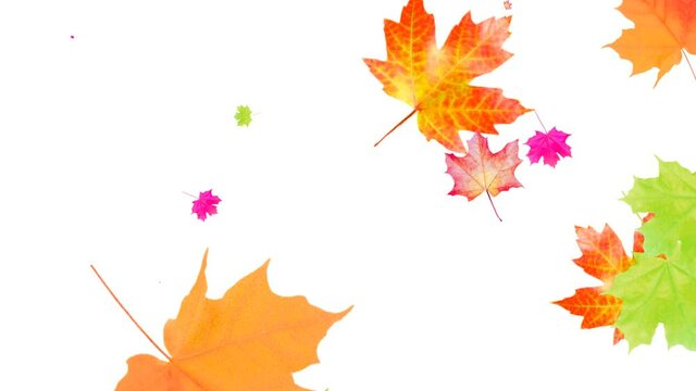 animation of falling maple leaves on a white background. The concept of the autumn season. Bright, colorful, multi-colored, rotating, resizing. 2D motion design.