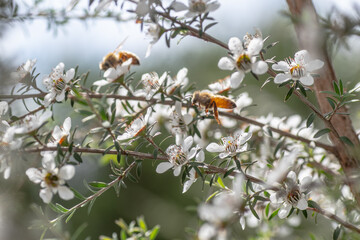 Honey Bee collecting pollen on Manuka flower plant for honey which has medicinal properties