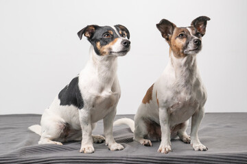 Two Jack Russell Terriers, one tan black and tan white posing in a studio, in full length
