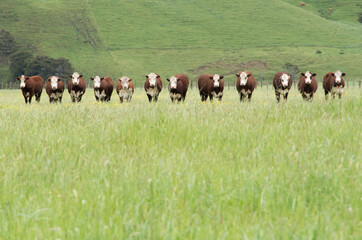 Row of hereford cows in field