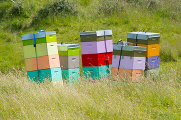 Bee Hives