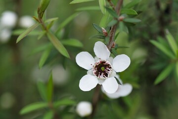 Manuka flower from which the honey bee collects pollen for honey with medicinal properties 