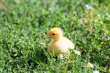 small duck who discovers life