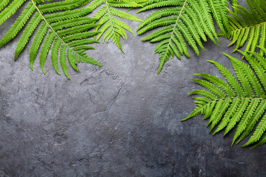 Abstract nature background with fern leaves