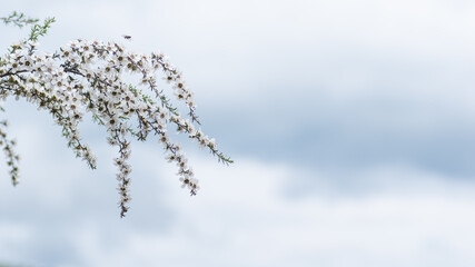 Manuka flower from which the honey bee collects pollen for honey with medicinal properties 