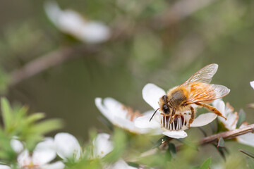 Honey Bee collecting pollen on Manuka flower plant for honey which has medicinal properties