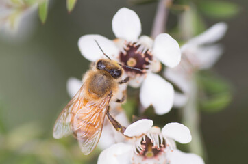 Honey Bee collecting pollen on Manuka flower plant for honey which has medicinal properties