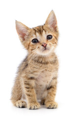 Naklejka premium Kitten on white background.