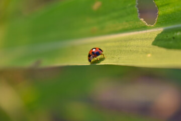 Fototapeta premium a lady bug in the weeds
