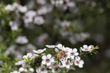 Honey Bee collecting pollen on Manuka flower plant for honey which has medicinal properties