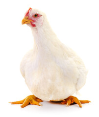 white hen isolated.