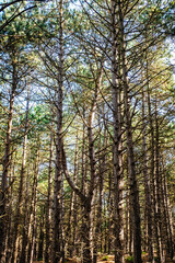Wald Hoornsebos auf Terschelling