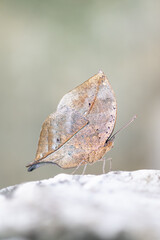 Obraz premium Concept nature view of butterfly on blurred greenery background in garden and sunlight with copy space using as background natural green plants landscape, ecology, fresh wallpaper concept.