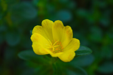yellow flowers of krokot plants