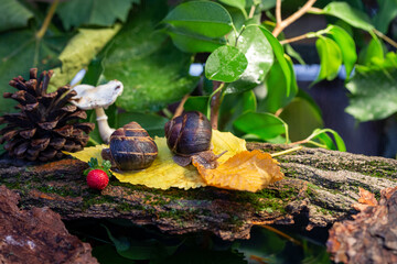 Large snails crawling along the bark of a tree. Burgudian, grape or Roman edible snail from the Helicidae family.