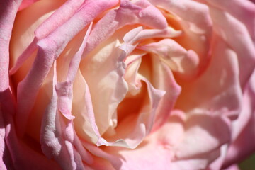 Fototapeta na wymiar Superbly magnificent romantic beautiful pale pink suffused cream Kordes' Perfecta hybrid tea climbing rose blooming in late spring adds fragrance and color to the urban landscape.