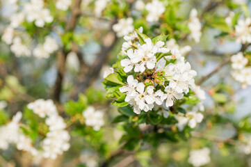 Branches of blossoming apricot macro