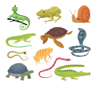 Amphibia and reptiles. Wild animals turtles reptiles snakes and lizards hot terrarium vector characters in cartoon style. Lizard wild, amphibian animal, snake and chameleon illustration