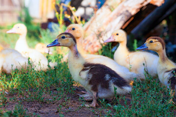 Cute little newborn duckling