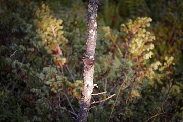 a troglodytes troglodytes perched on a tree in the morning sun in autumn