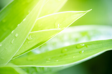 Concept nature view of green leaf on blurred greenery background in garden and sunlight with copy space using as background natural green plants landscape, ecology, fresh wallpaper concept.