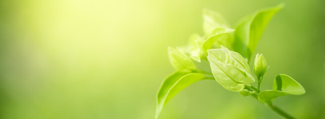 Concept nature view of green leaf on blurred greenery background in garden and sunlight with copy space using as background natural green plants landscape, ecology, fresh wallpaper concept.