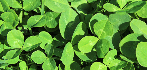 Panel of green clover leaves. Clover background.