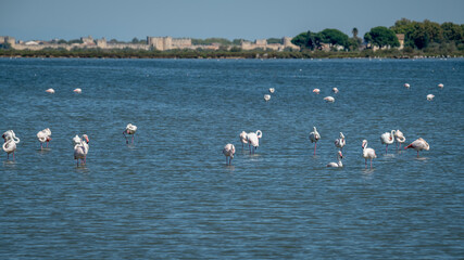 Flamingos in Aigues Mortes