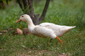 Domestic duck Duck on green grass