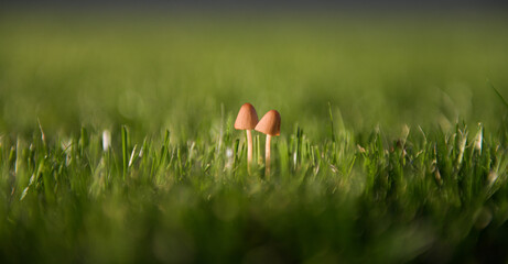 Close up view of mushroom grown in grass during a summer sunset with warm light © Dragoș Asaftei