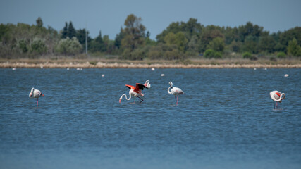 Flamingos in Aigues Mortes