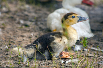 Domestic duck Duck on green grass