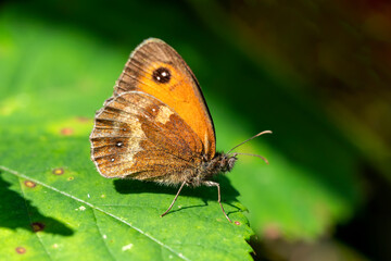 Obraz premium Gatekeeper Butterfly (Pyronia tithonus) showing underside of a wing an insect flying in spring sometimes known as Hedge Brown stock photo image