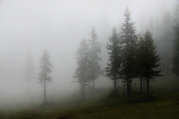 mystical forest on the mountains on a rainy and foggy morning 